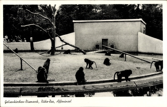 PC Bismarck Gelsenkirchen in the Ruhr area, Ruhr Zoo, monkey island
