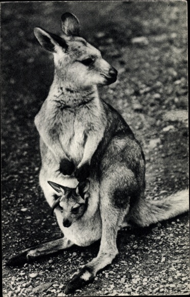 Postcard Paris VIII. Arrondissement Élysée, Female kangaroo and her calf