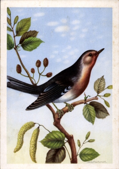 Artist Postcard Robin, Erithacus rubecula, bird