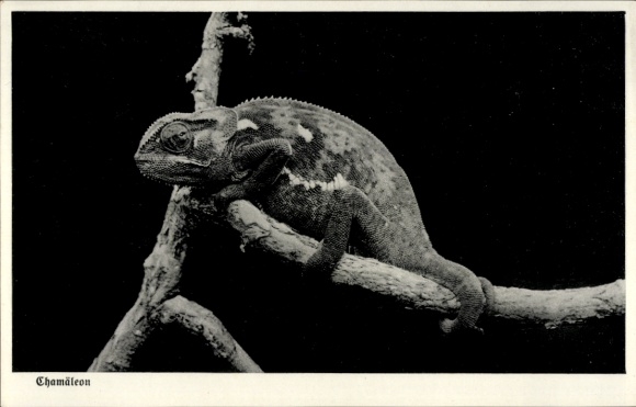 Postcard German Southwest Africa Namibia, Chameleon
