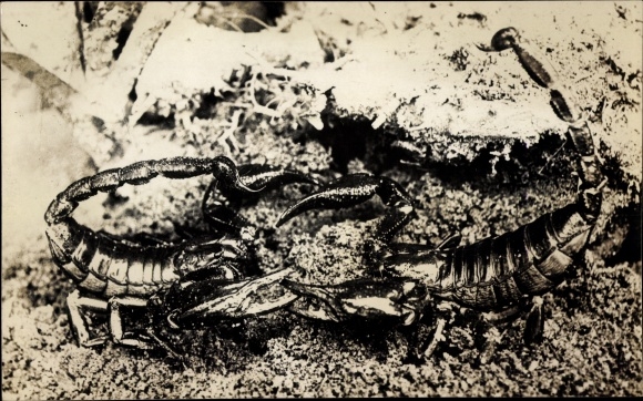Photo Postcard Two Scorpions