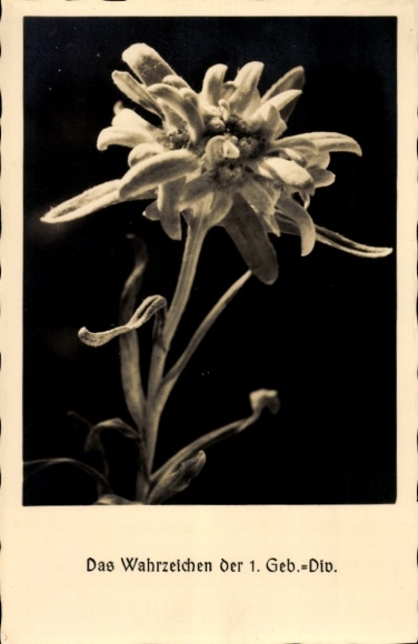 Ak Wahrzeichen der 1. Gebirgsjäger Division, Edelweiß, Blüte