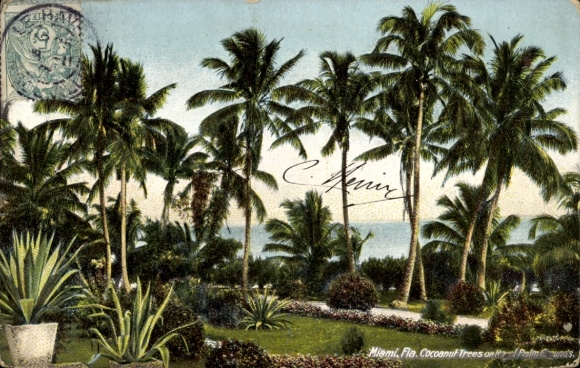 Ak Miami Beach Florida USA, kokospalmen
