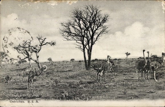 Postcard African wildlife, ostriches