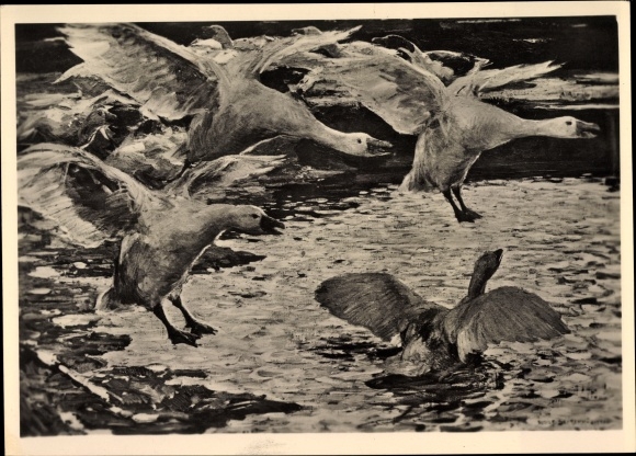 Artist PC Schramm Zittau, Rud., Falling Geese, HDK 528