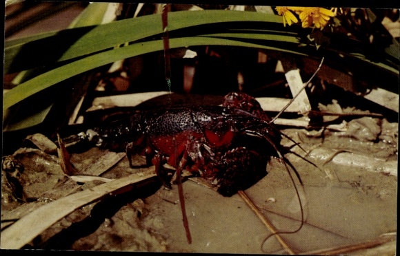 PC Crawfish, This succulent cousin of the lobster, abounds in the fresh waters of Louisiana