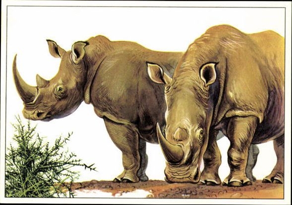 12 PCs in the envelope, African steppe animals, trading card series Bild und Heimat