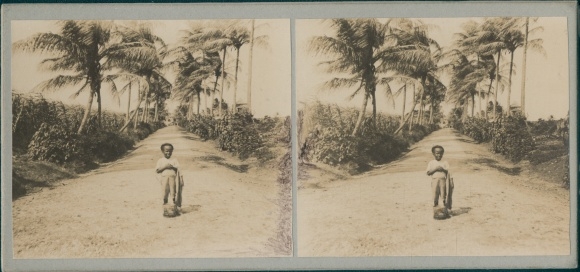 Stereo Photo Barbados, Little Boy, Palm Trees, World Tour 1914