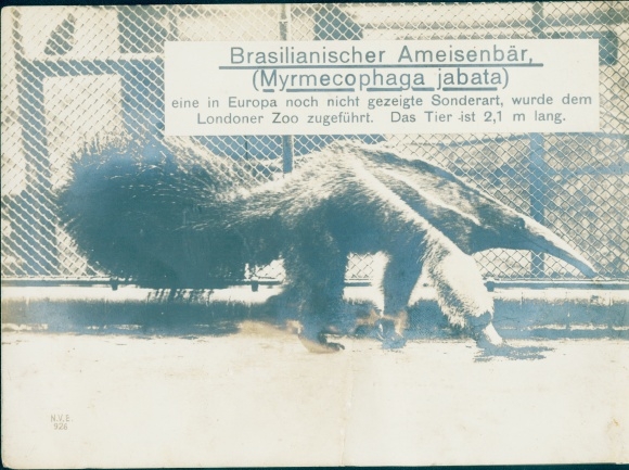 Postcard Brazilian Anteater, London Zoo