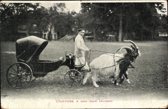 Postcard Schweiz, Chèvres à Cou Noir, goat carriage