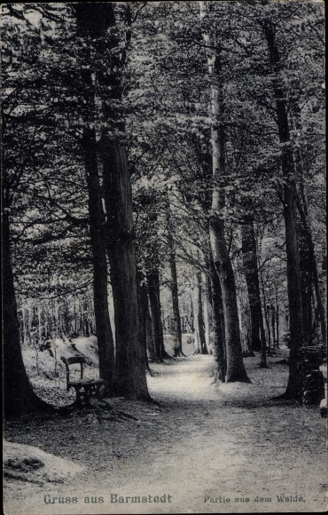 Ak Barmstedt in Holstein, bospad