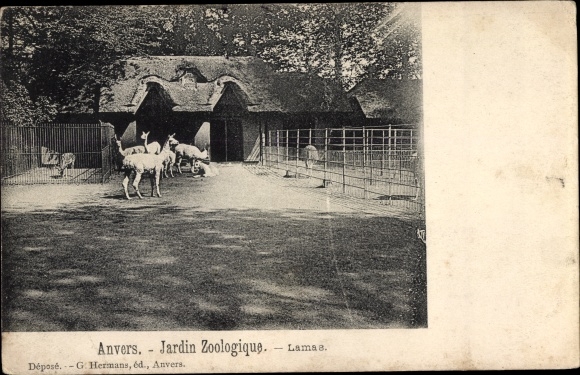Postcard Anvers Antwerp Flandern, Jardin Zoologique, Lamas
