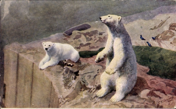 Artist Postcard London, Zoological Garden, Polar Bears