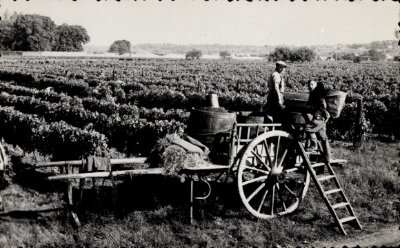 CPA Vendanges en Touraine, viticulture