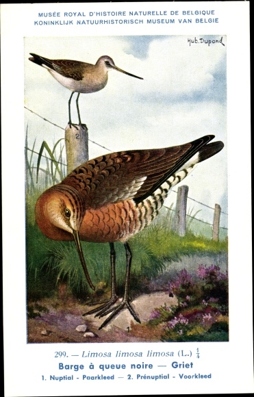 Artist PC Dupond, Hub., Limosa limosa, grutto