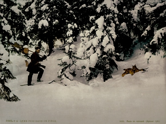Photo Russia, Forest near Arkhangelsk, Lynx, Hunter