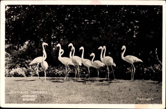 Postcard Rhenen, zoo, flamingos