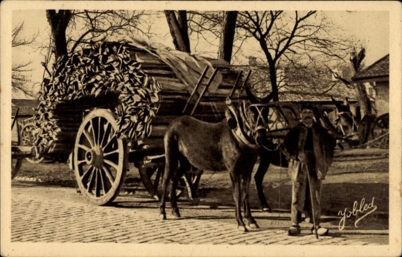 CPA Dans les Landes, Attelages de mules