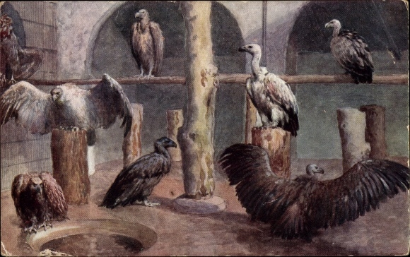 CP vultures in the zoological garden