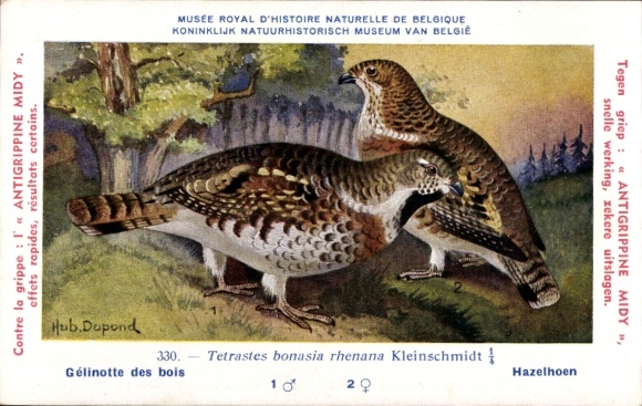 Kunstenaarskaart Dupond, Hub., Gelinotte des bois, Hazelhoen, Tetrastes bonasia rhenana, nr. 330