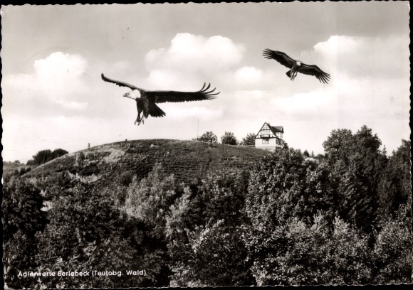 Postcard Berlebeck Detmold in the Teutoburg Forest, Adler Warte, Adler, Griffon Vulture Anka and Ajax