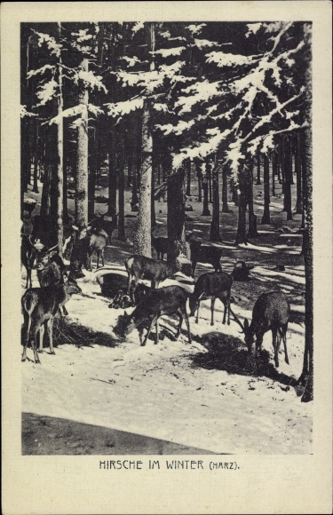 Postcard Harz, deer in winter, grazing in the snow