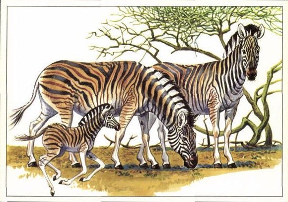 12 PCs in the envelope, African steppe animals, trading card series Bild und Heimat