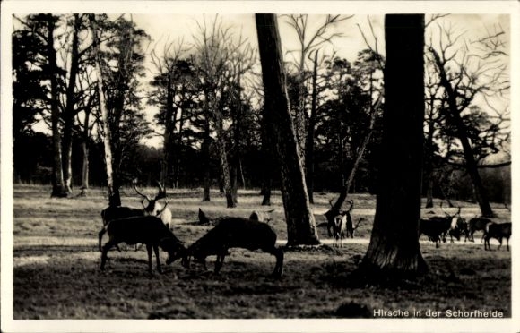 Postcard Schorfheide Barnim, deer