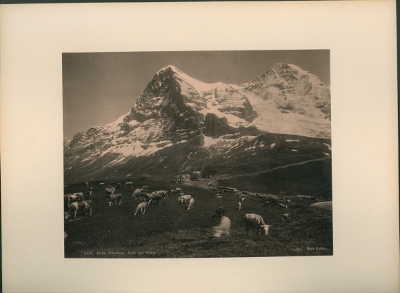Photo Canton Bern, cattle on the Kleine Scheidegg
