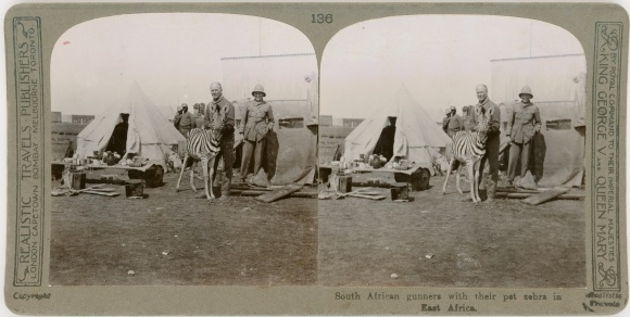 Stereo Photo Südafrika, South African gunners with their pet zebra in East Africa