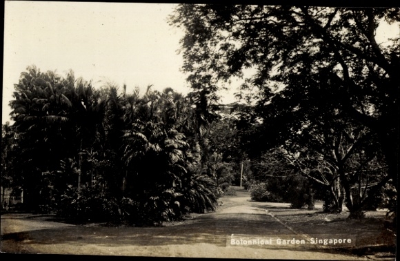 Ak Singapore Singapur , Botanischer Garten, Bäume, Weg, Pflanzen