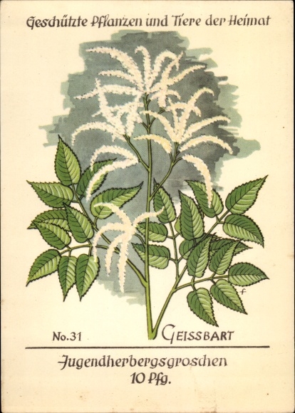 Artist Postcard Geißbart, protected plants and animals of the home No 31, youth hostel