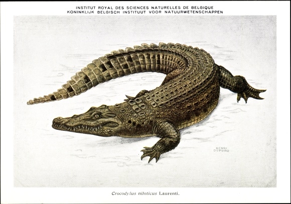 Artist Postcard Crocodylus niloticus, crocodile, Royal Institute of Natural Sciences of Belgium