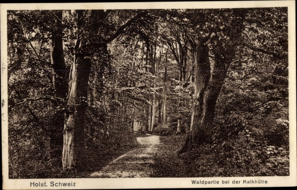 Postcard Kalkhütte Römnitz in Lauenburg, Waldpartie