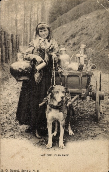 Ak Laitiere flamande, Hundekarre