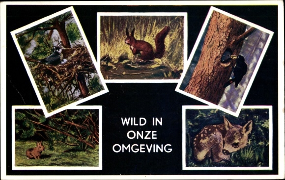 Postcard Maarn, forest animals, squirrel, birds, deer, rabbit