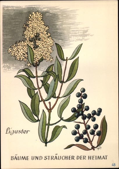 Postcard privet, trees and shrubs from home, DJH youth hostel groschen