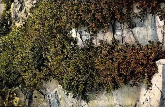 7 AK in the envelope, Medicinal Plants II. Series by Josef Ostermaier