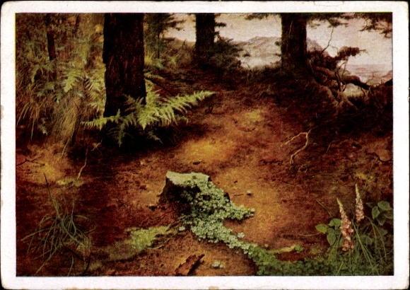 Artist PC Kriegel, Willy, evening sun in the forest, HDK 262