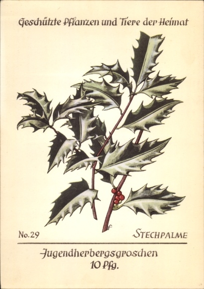 Artist PC holly, protected plants and animals of the homeland No. 29, youth hostel association