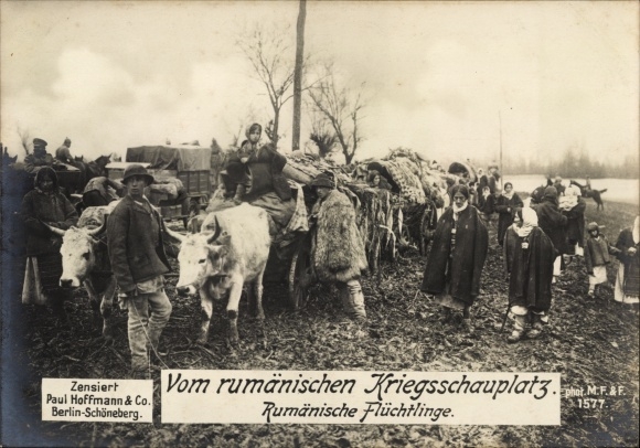 Postcard Romanian theater of war, Romanian refugees, cattle, I WW