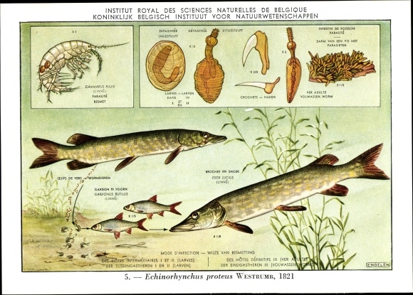 Artist Postcard Echinorhynchus proteus, Fischparasit, Royal Belgian Institute of Natural Sciences