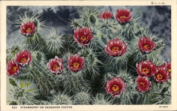 Postcard strawberry or hedgehog cactus