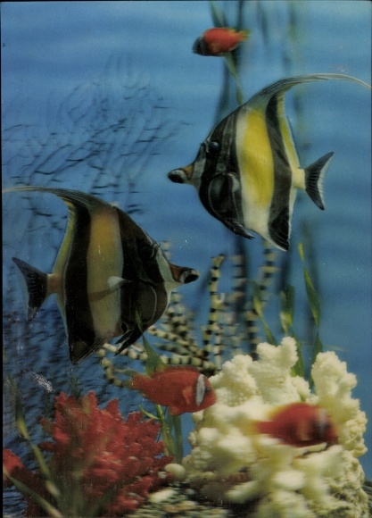 3-D Postcard Tropical fish in the aquarium