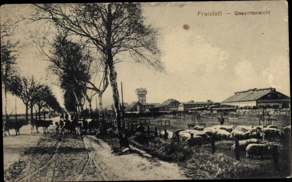 Postcard Freistatt in Lower Saxony, total view, pigs, cattle