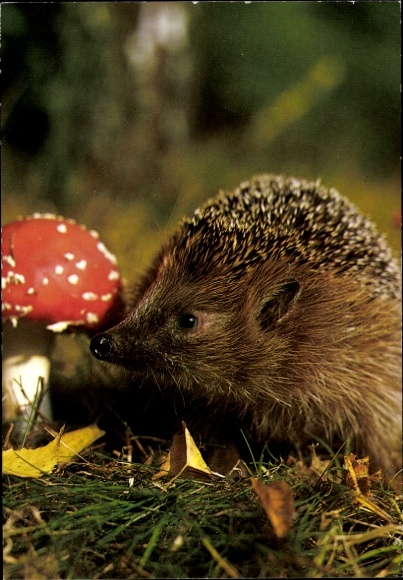 Ak Igel, Fliegenpilz
