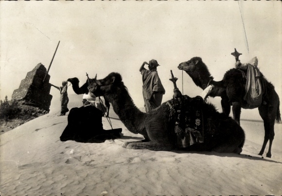 Postcard Sahara, camels