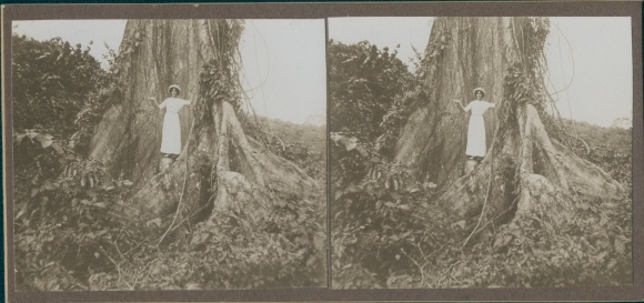 Stereofoto Venezuela, 1914, vrouw poseert voor een boom