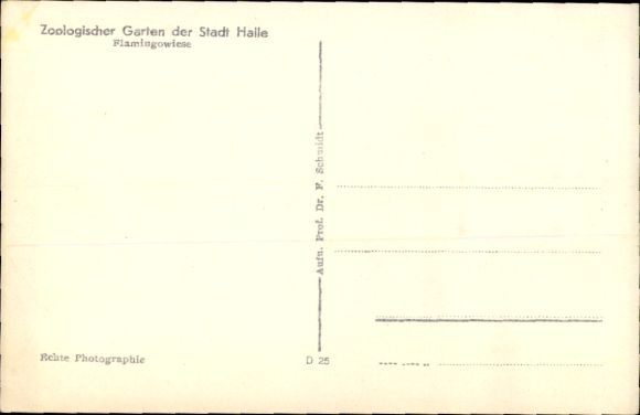 Postcard Halle an der Saale, Zoological Garden, Flamingo Meadow