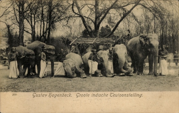 Ak Große indische Völkerschau, Gustav Hagenbeck, Elefanten rasten, Reiter